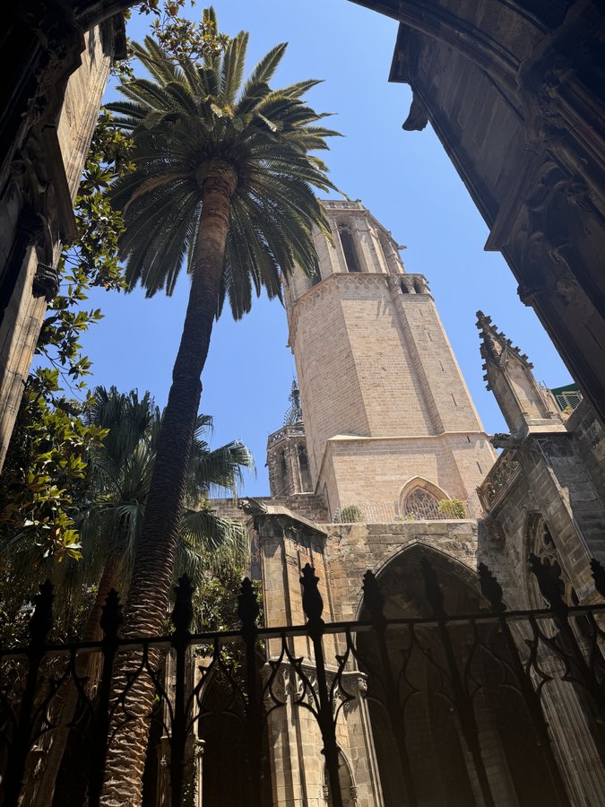 Palma i dzwonnica katedry widziane z krużganka