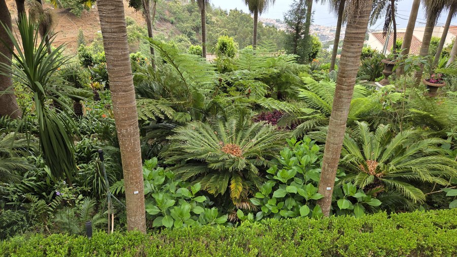 Sagowce i palmy na tarasach ogrodu Monte Palace