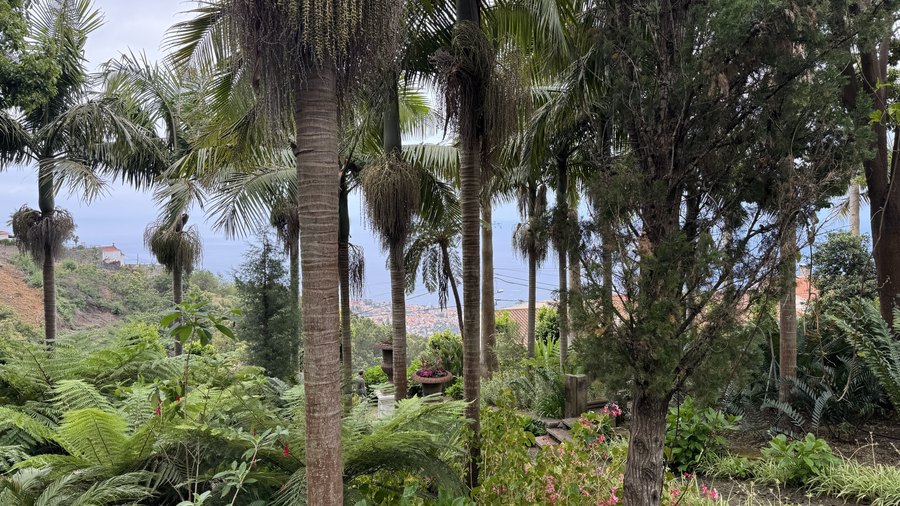 Palmy w ogrodzie Monte Palace z widokiem na Funchal i ocean