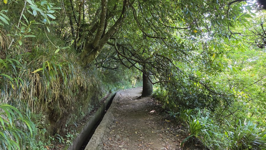 Cienista ścieżka wzdłuż kanału Levada dos Balcões