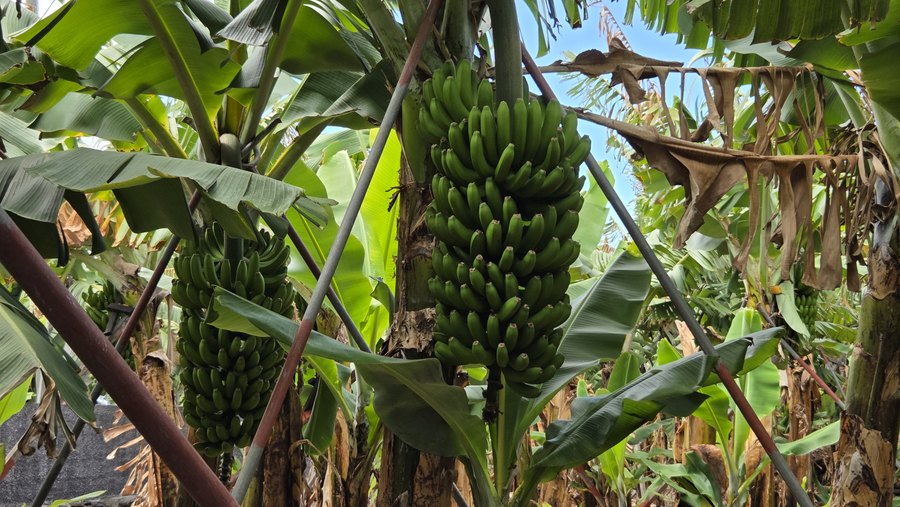 Kiście zielonych bananów na plantacji przy szlaku Vereda do Nateiro