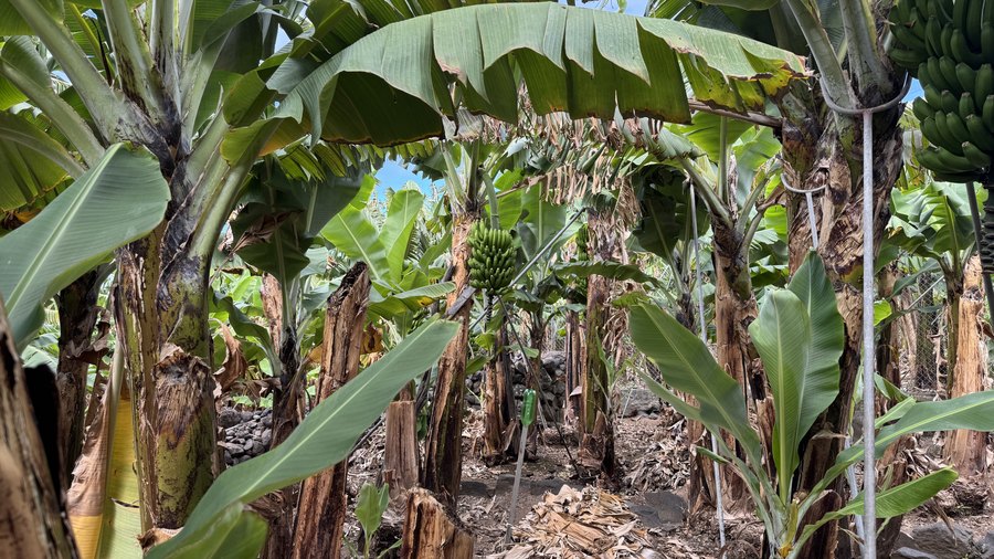 Wnętrze plantacji bananowców na trasie Banana Route