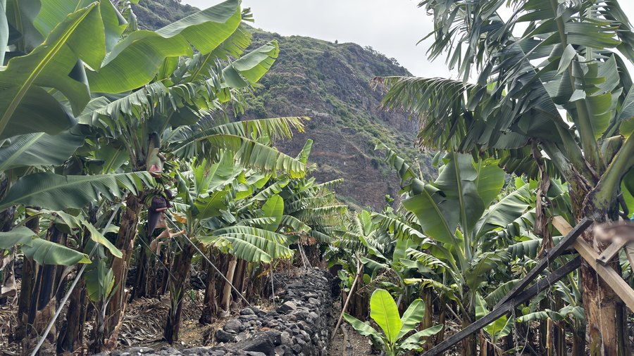 Kamienny murek wśród bananowców i strome zbocze nad Ribeira Brava