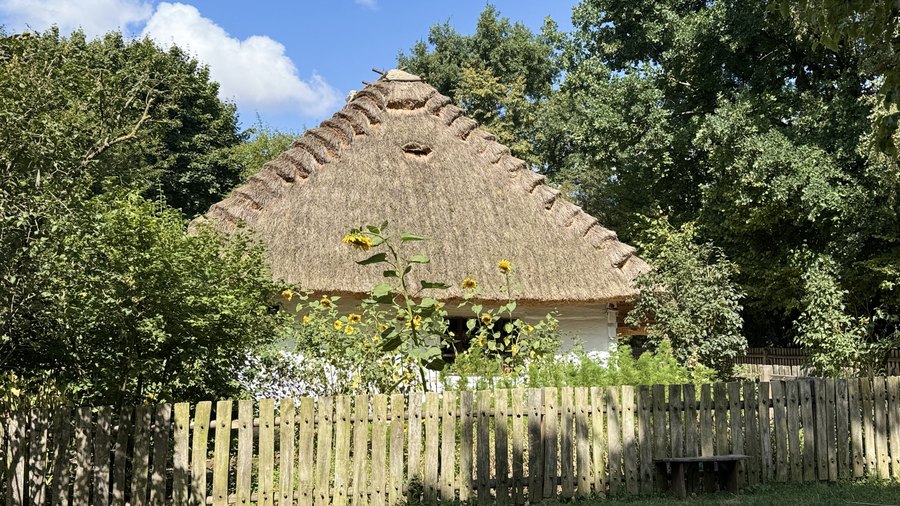 Słomiany dach chałupy i słoneczniki za drewnianym płotem